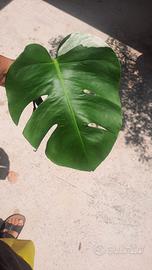 Talee monstera albo variegata