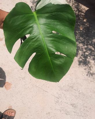 Talee monstera albo variegata
