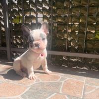 Cucciolo di bulldog francese