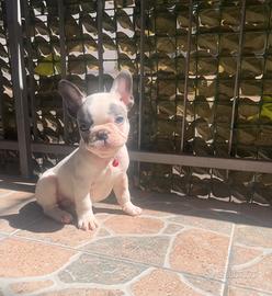 Cucciolo di bulldog francese