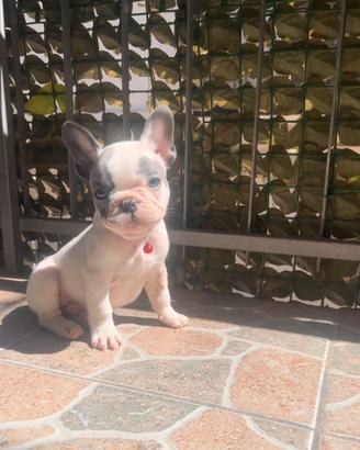 Cucciolo di bulldog francese