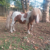 Seme stallone pony falabella pezzato
