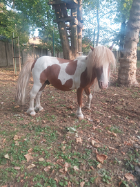 Seme stallone pony falabella pezzato
