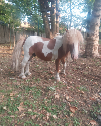 Seme Monta stallone pony falabella pezzato