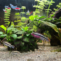 Pelvicachromis pulcher - ciclide nano