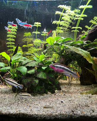 Pelvicachromis pulcher - ciclide nano