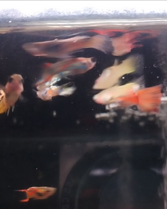 Pesci acqua dolce poecilidi Guppy e Endler