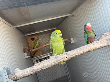 Amazzone fronte gialla maschio