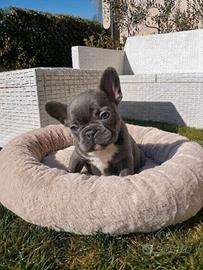 Cucciola bulldog francese esotico - tricolor