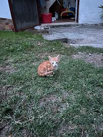 Gatto maschio
