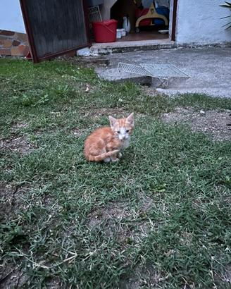 Gatto maschio
