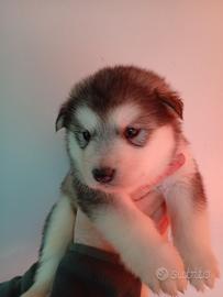 Cuccioli Alaskan Malamute