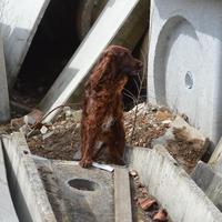 Setter Irlandese per accoppiamento