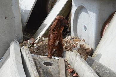 Setter Irlandese per accoppiamento