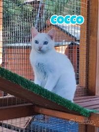 Cocco gattino bianco di 6 mesi