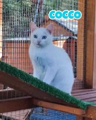 Cocco gattino bianco di 6 mesi