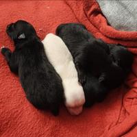 Spitz, volpini di pomerania Toy/ taglia piccola