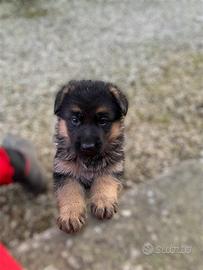 Cucciolo pastore tedesco