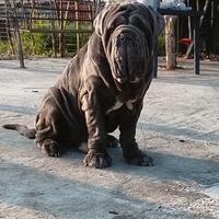 Mastino napoletano