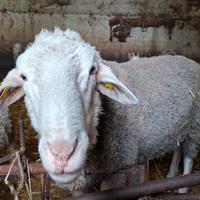 Montone Lacaune ARR/ARR