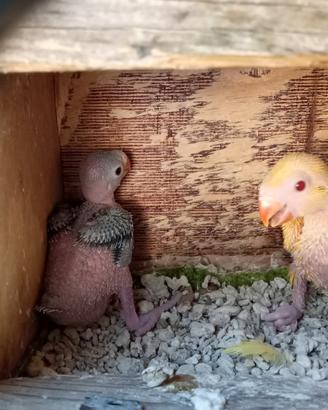Parrocchetti dal collare