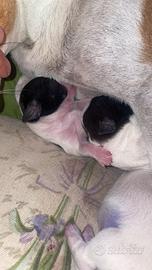 Cuccioli di jack Russel