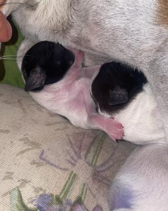 Cuccioli di jack Russel