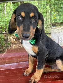 Pako, cucciolo 3 mesi e mezzo