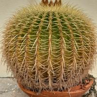 pianta grassa echinocactus grusonii hildm 