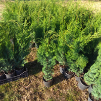 Leylandii fiorentino 100cm piante da siepe pinetto