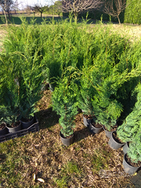 Leylandii fiorentino 100cm piante da siepe pinetto