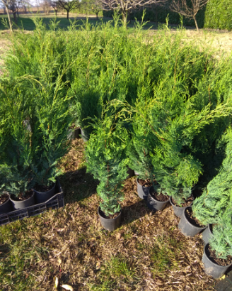 Leylandii fiorentino 100cm piante da siepe pinetto