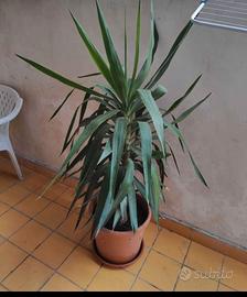 pianta Yucca