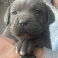 Ultima cucciola rimasta cane corso