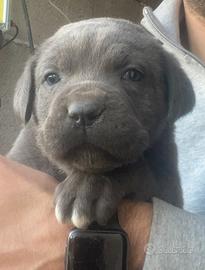 Ultima cucciola rimasta cane corso