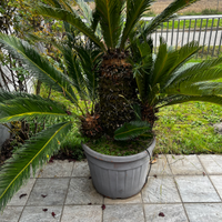 CYCAS DI OLTRE 10 ANNI IN VASO DA 7OCM
