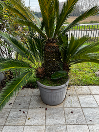 CYCAS DI OLTRE 10 ANNI IN VASO DA 7OCM
