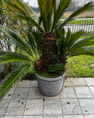 CYCAS DI OLTRE 10 ANNI IN VASO DA 7OCM