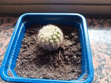 piantina di Echinopsis 