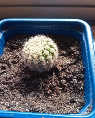 piantina di Echinopsis 