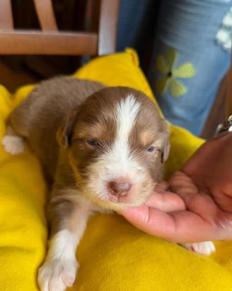 Pastore Australiano con pedigree