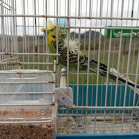 Cocorite Hagoromo Esotici Animali Pappagalli uccel