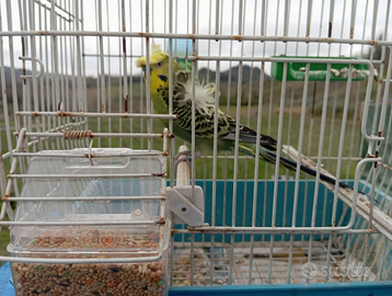 Cocorite Hagoromo Esotici Animali Pappagalli uccel