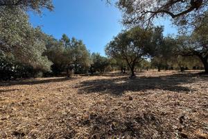 Terreno agricolo con Oliveto con 60 piante