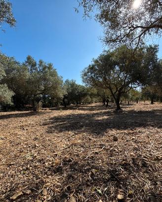 Terreno agricolo con Oliveto con 60 piante