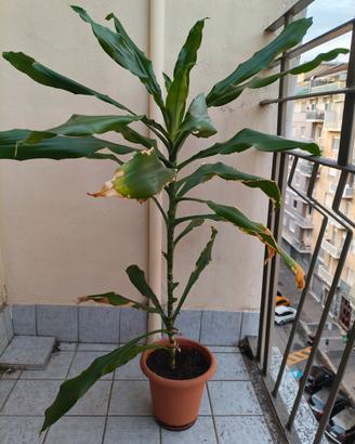Pianta "Tronchetto della felicità"