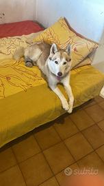 Siberian husky