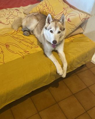 Siberian husky
