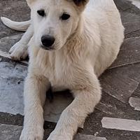 Cucciolo di maremmano