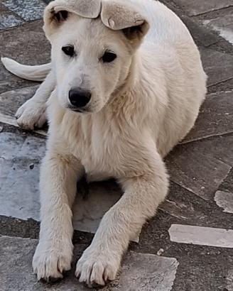 Cucciolo di maremmano